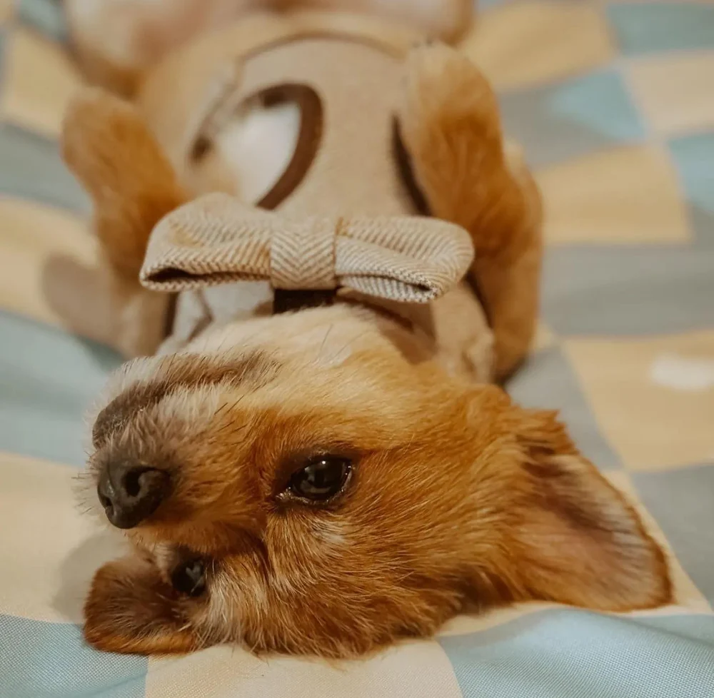 Small brown and white dog resting in a brown tweed harness and bow tie