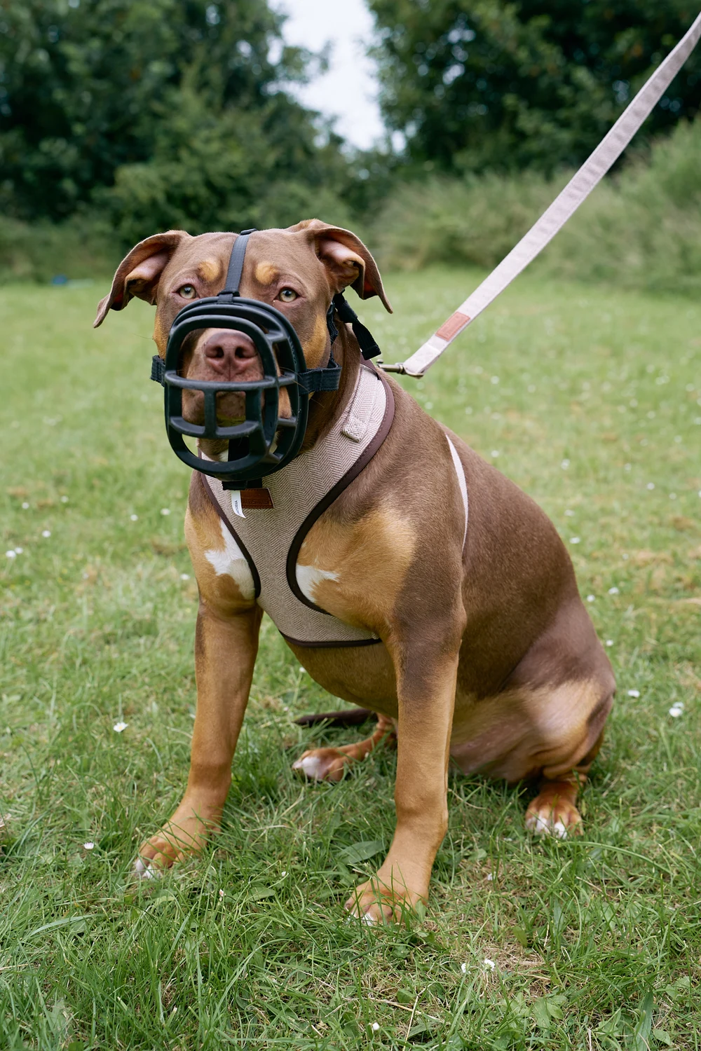 Brown boxer wearing a brown tweed harness and a muzzle on a walk
